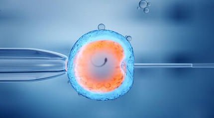 卵泡发育过程与怀孕概率有多大